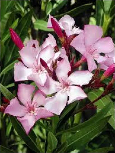 Bien évidemment, le laurier rose est :