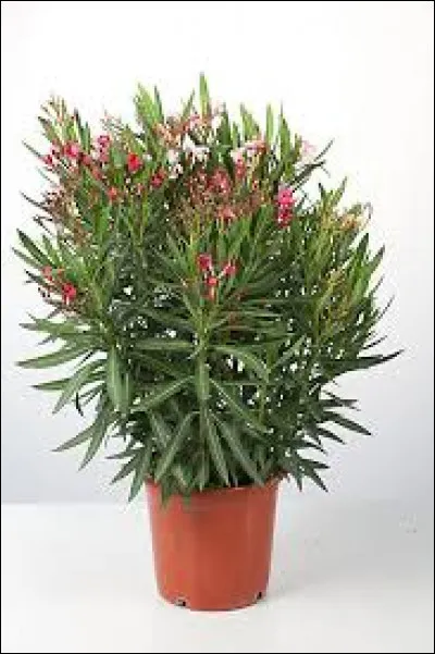 On considère qu'une feuille de laurier rose pourrait être mortelle pour l'homme.