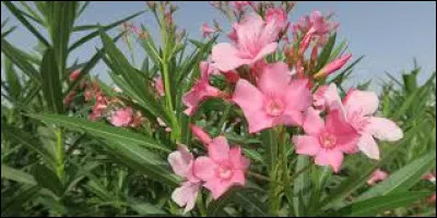 Le laurier ne donne pas de fleurs :