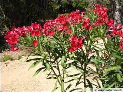 Si votre laurier rose est en pot, des apports réguliers d'engrais sont nécessaires à un bon développement de ce dernier.