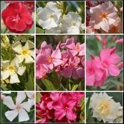 Si vous utilisez le laurier rose comme haie, il faudra compter un espacement entre 80 et 100 cm.