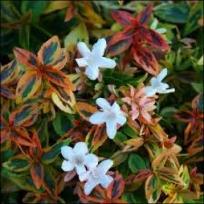 Les abélies ont une croissance :