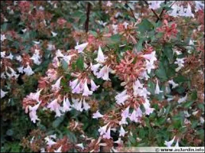 Peut-on utiliser cette plante dans une haie ?