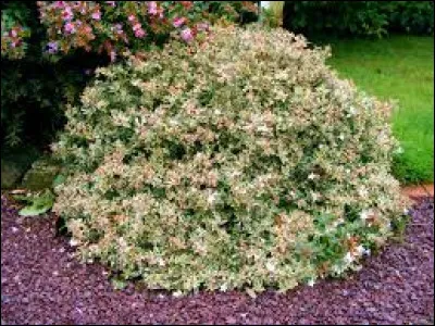 Quel est son nom latin ?