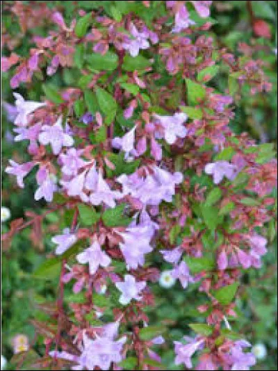 Quand peut-on tailler l'abélie ?