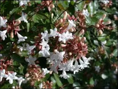 L'abélia donne des fleurs blanches rosées.