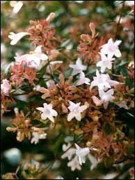 Quiz Plantes