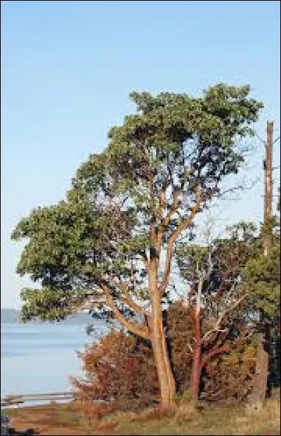Originaire de l'Ouest de l'Amérique du Nord, l'arbutus menziesii peut atteindre 30 mètres de hauteur.