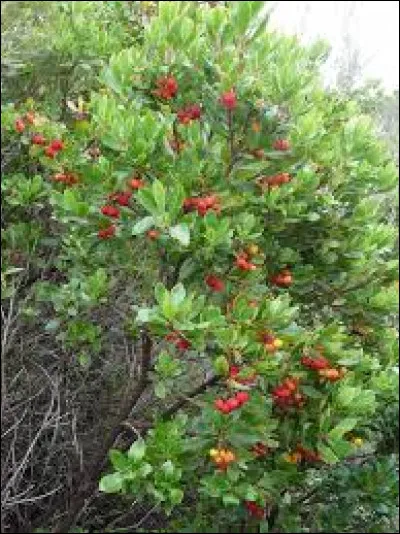 Comment est-il également appelé ?