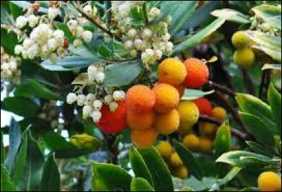 Comment s'appelle les fruits de l'arbousier ?