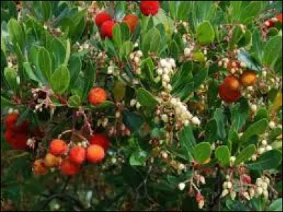 Retrouvez son nom latin !