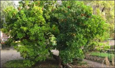 Le fruit de l'arbousier est-il comestible ?