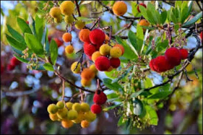 C'est un arbuste a croissance :