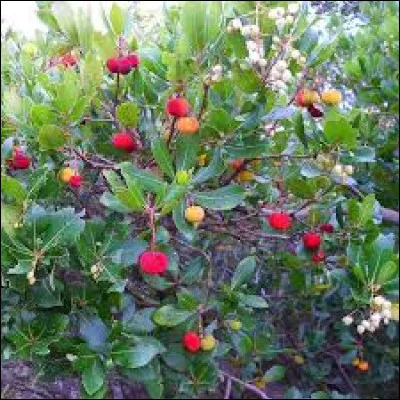 De quelle couleur les fleurs de l'arbousier sont-elles ?