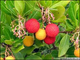 Quiz Plantes