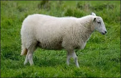 Quel est cet animal ?