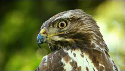 Quel est cet animal ?