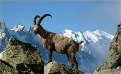 Quel est cet animal ?