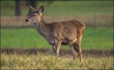 Quel est cet animal ?