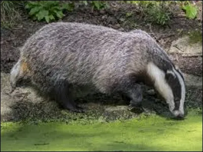 Quel est cet animal ?