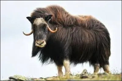 Quel est cet animal ?