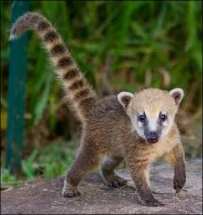 Quel est cet animal ?