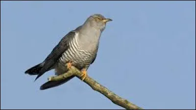 Quel est cet animal ?