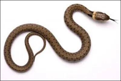 Quel est cet animal ?