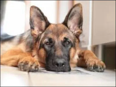 Quel est cet animal ?