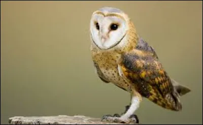 Quel est cet animal ?