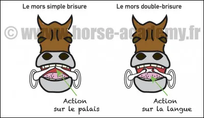 Le mot commence par "Re" : que dit le môme s'il en a ?