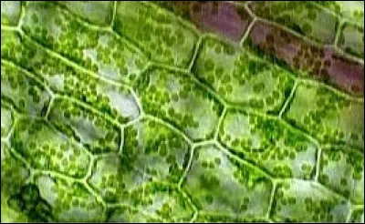 Qu'est-ce qui fait la différence entre une cellule animale et une cellule végétale ?