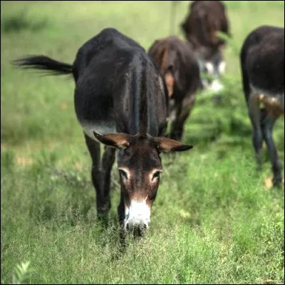 Quel petit d'un animal d'élevage peut être un broutard ou une génisse ?