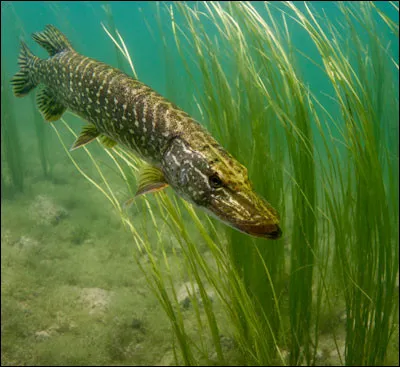 Allez-vous faire une bonne pêche ?