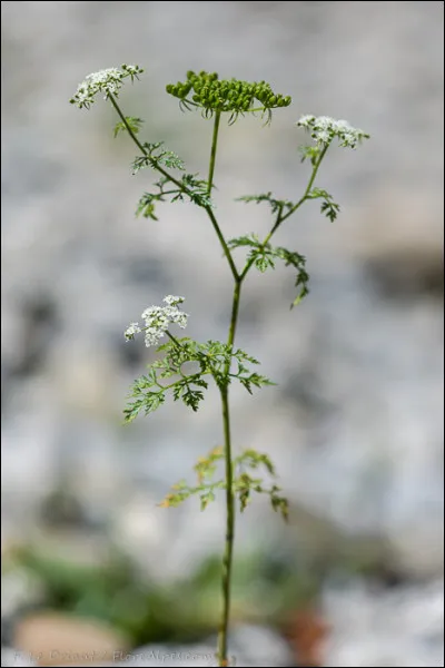 Quelle est cette plante très toxique ?