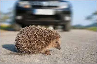 Quand tu vois un hérisson traverser et que tu vois une voiture arrivée, tu :