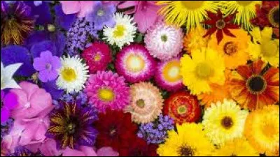 Quels fleurs préfères-tu ?