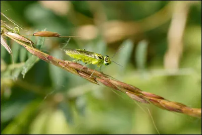 Cette espèce est la :