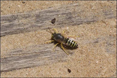 Cette espèce est le :