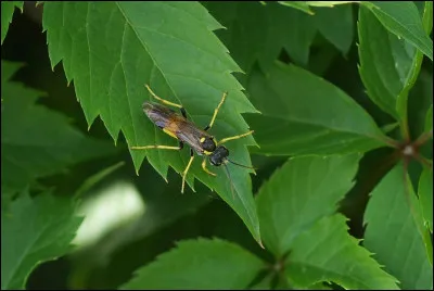 Cette espèce est la :