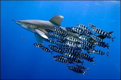 Qu'est-ce que "l'avant-duc" ?