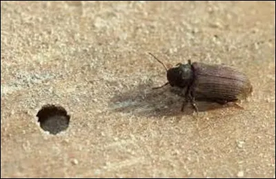 Quel adjectif qualifie une bébête qui se nourrit de bois ?