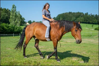 La diff&eacute;rence entre les chevaux et les poneys est au niveau de la taille :