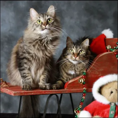 Qu'y a-t-il devant les deux chats ?