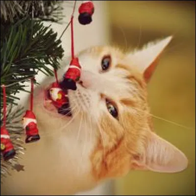 Quelle b&ecirc;tise fait ce chat ?