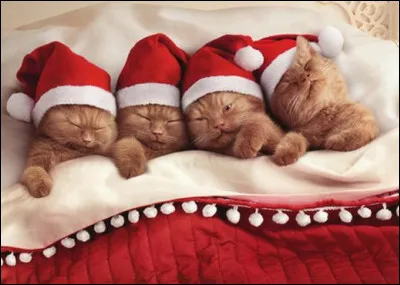 Ces chatons dorment le soir de No&euml;l qu'est-ce qu'ils ont sur la t&ecirc;te ?