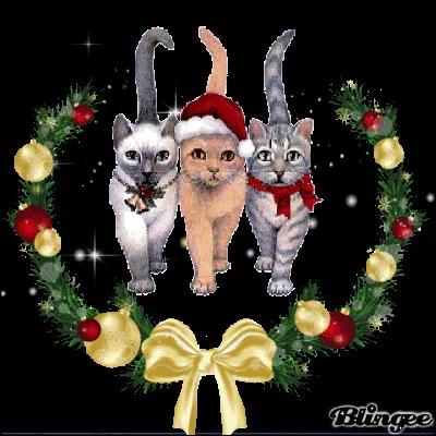 De quoi est compos&eacute; le collier du chaton &agrave; gauche ?