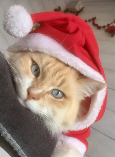 Ce chaton a une oreille cach&eacute;e, mais de quel c&ocirc;t&eacute; ?