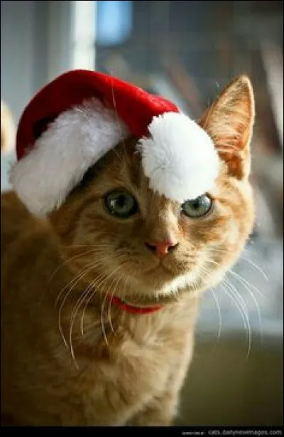 Quel �il le chat a-t-il en entier ?