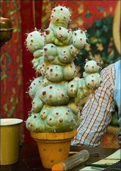 Qui possède une plante du nom de Mimbulus mimbletonia ?